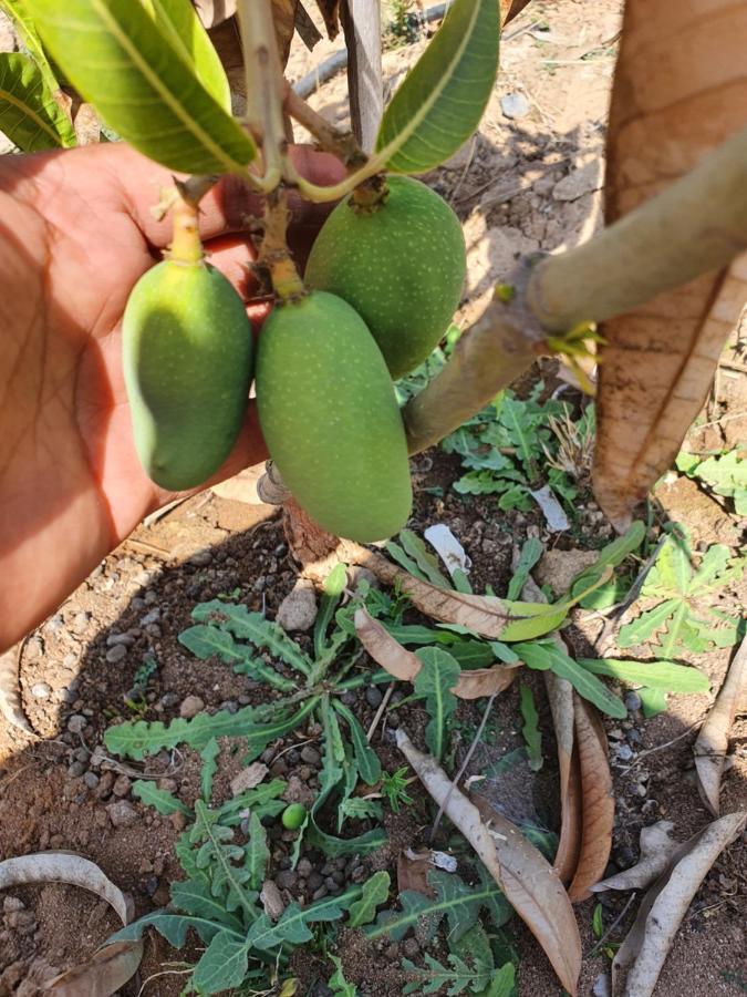 Krishna Farm & Forest Βίλα Bhuj Εξωτερικό φωτογραφία